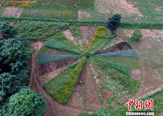 河南药农种出二十四节气花盘被赞“最有情怀农民”