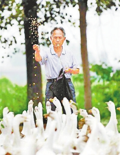 洛阳71岁放鹅爷爷写真帅遍全国 网友：追梦?？岵环帜炅? border=