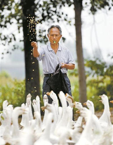 提及为何拍摄这样一组写真照时，王周松乐了：“这是个意外！”一个多月前，他在放鹅途中被几位年轻人邀请拍照，不想却成了“网红”。