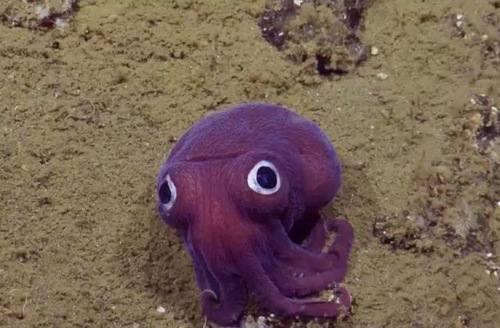 加州900米海底现“大眼萌”凸眼鱿鱼似卡通（图）