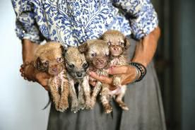 78岁老人收留一屋流浪狗