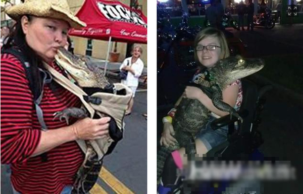 业主养鳄鱼当宠物