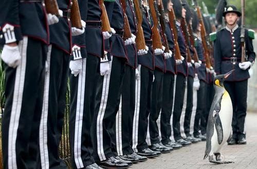 一只企鹅获升挪威准将军衔