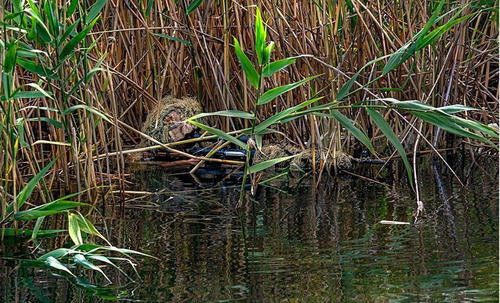 潜伏在芦苇丛中的狙击手。