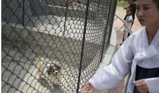 朝鲜平壤动物园里啥模样？“狗屋”是最热门景点