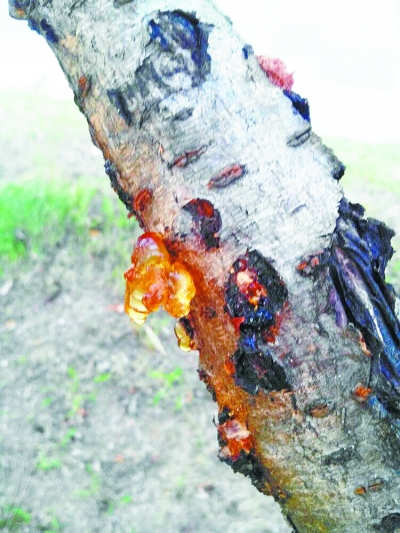 桃胶。双V记者关艾 摄