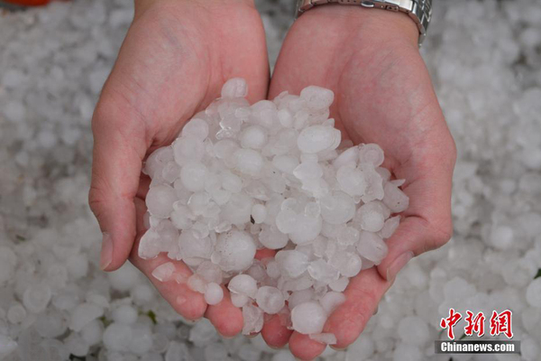 山东滨州秋季突降特大冰雹 近十万亩鸭梨惨遭绝产