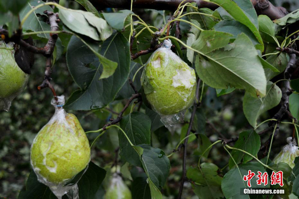 山东滨州秋季突降特大冰雹 近十万亩鸭梨惨遭绝产2