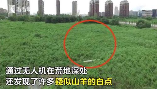 上海高档住宅区边现圈地放羊 有几只在马路上闲逛