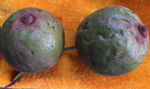 赌青皮核桃的时候该怎么挑？