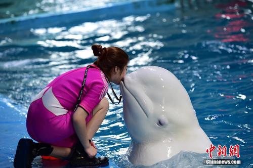 9月26日，在山东蓬莱海洋极地世界，这里的海豚在驯兽师指挥下，完成了跳跃、顶球、转呼啦圈等各种动作，海豚充满灵性的表演，令现场观众叫好。 蔡红文 摄