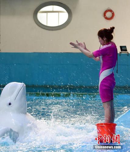 刚转行时，李倩“什么都不会”，她一点一点跟其他男驯兽师学习，看他们如何训练。 蔡红文 摄