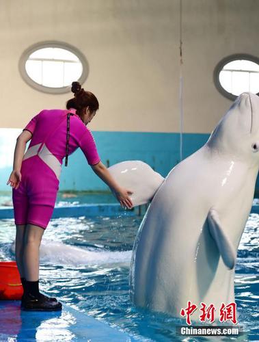 李倩说，每天除了喂食、训练、演出之外，她还要给动物们切饵料、测体温、清扫水池等，驯养动物比带孩子还累。 蔡红文 摄