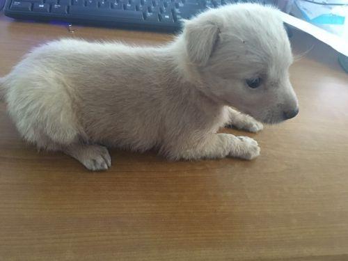 男子欲带狗上动车 把狗塞进KFC全家桶过安检