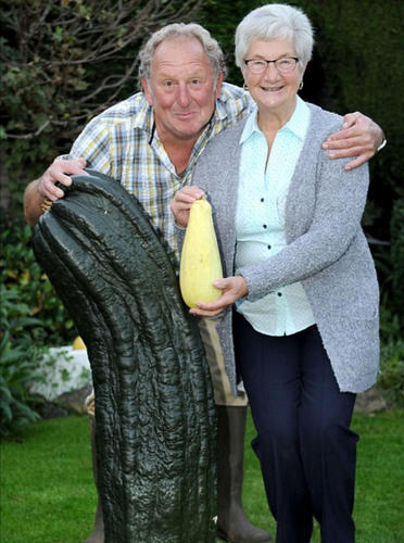 Vowles先生还曾经种出过8.4公斤重的黄瓜，20年前就打破过世界纪录。