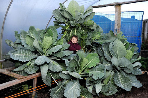 直径超过9米的超大卷心菜，尺寸堪比一个扶手椅。