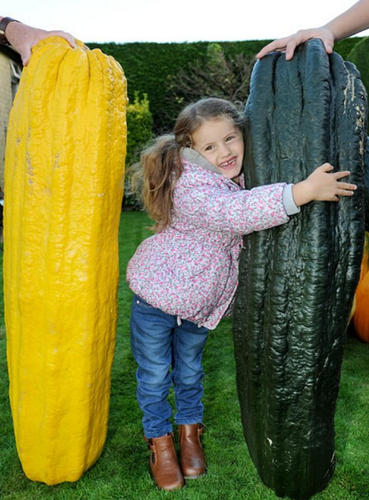 虽然种出了这么多超大的蔬果，Vowles先生的田地实际上只有一亩。种这一亩地要花不少时间和金钱，但Vowles先生表示相当值得。