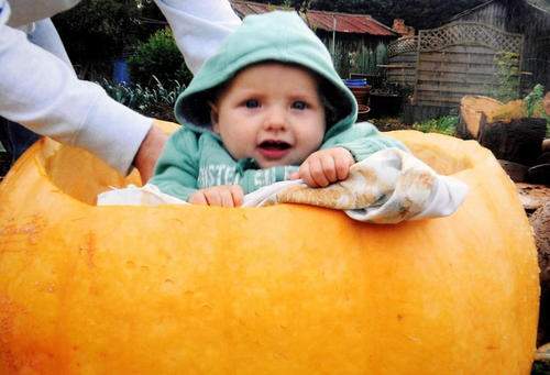 重达90斤的大南瓜。Vowles先生种出的南瓜大到可以让他的小孙子藏在里面。