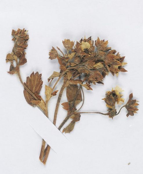 红四方面军第三十一军刘毅长征途经葛曲河畔时采的野菜 1936年7月1日草高4.5厘米