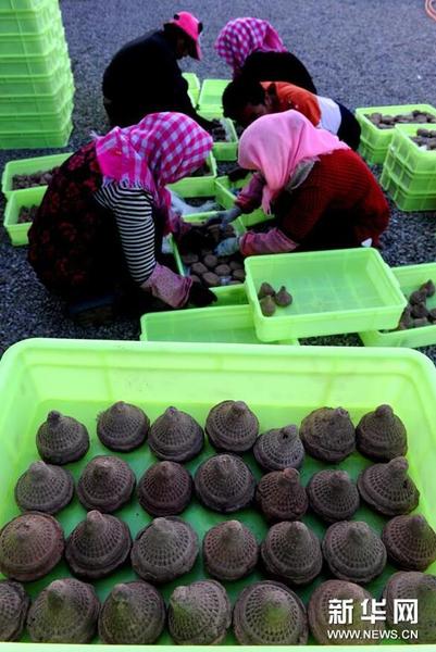 工作人员对出土的擦擦进行归类装箱（10月15日摄）。