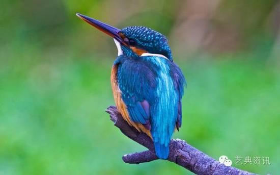 点翠之珍贵，除去金银珠宝的衬托与繁复的工艺外