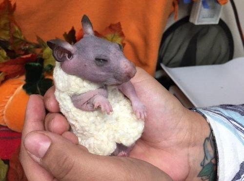 目前，Silky还在进行眼睛感染的治疗，预计不久就可以治愈，等待好心人领养它了。