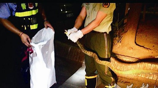 醒来床边现1米长的蛇