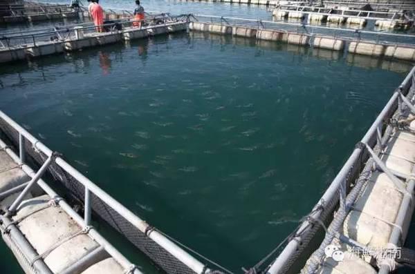 你敢吃吗？首批养殖河豚预计11月底拥有市场流通资质