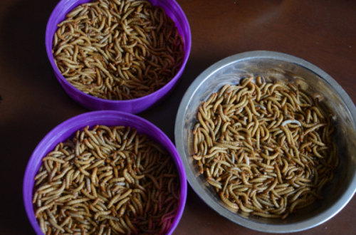 员工被罚当众吃面包虫