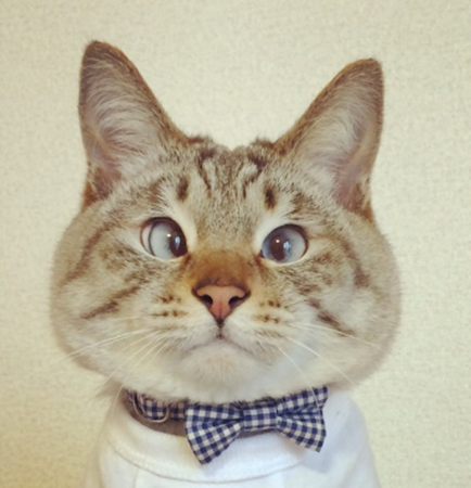 俄媒：日本“对眼猫”成网络新星 坐拥14万粉丝