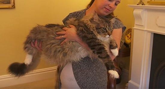 俄媒：日本“对眼猫”成网络新星 坐拥14万粉丝