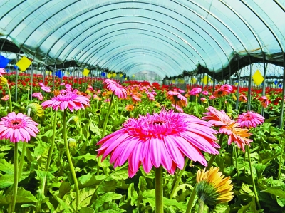 春城无处不飞花