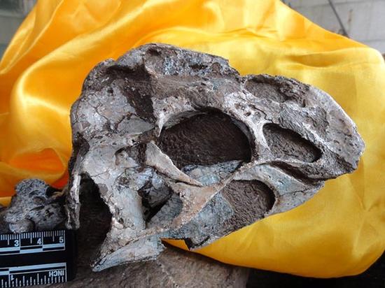 “泥潭通天龙”化石局部。本报江西传真