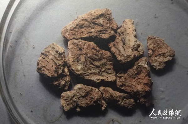 烧土中的稻壳遗存