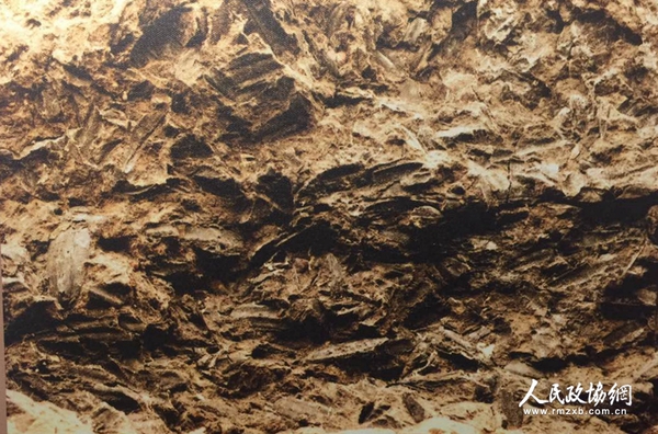 夹炭陶片中的谷壳