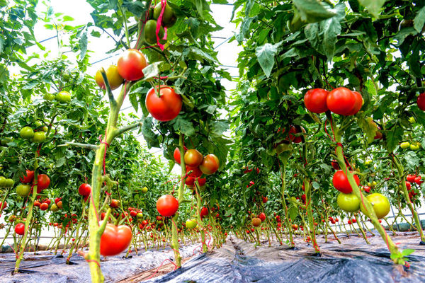 店子村蔬菜基地喜获丰收