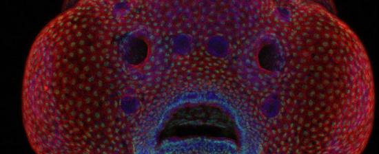 日前，2016年度尼康微观世界摄影大赛评选出了最后的赢家，来自美国得克萨斯的奥斯卡 鲁伊斯（Oscar Ruiz ）拍摄的斑马鱼胚胎照片拔得头筹，为世人展现了艺术和科学之美。