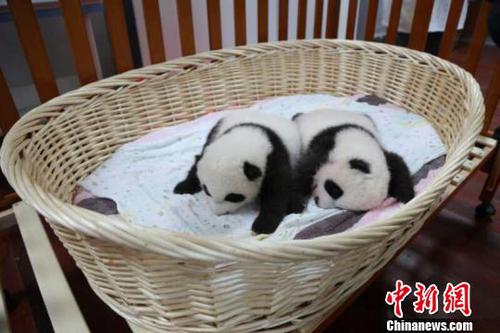 这对双胞胎兄妹十分活泼好动?！∧呃?摄