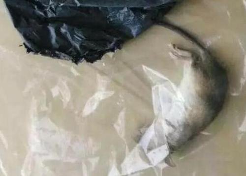 女子双十一买了件羽绒服 收货时包裹里掉出活老鼠