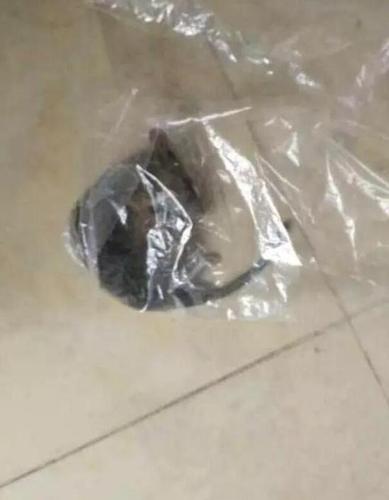 女子双十一买了件羽绒服 收货时包裹里掉出活老鼠