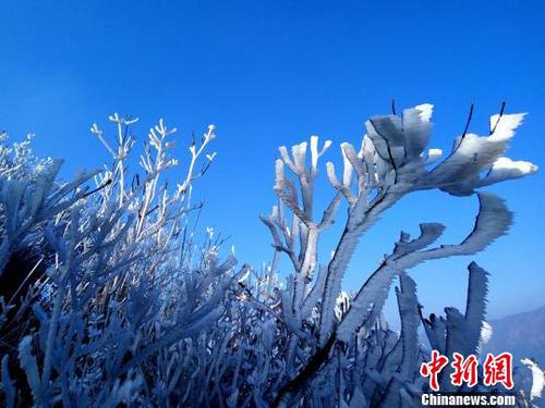 新一轮降温致广东金子山再现冰雪美景?！×?摄