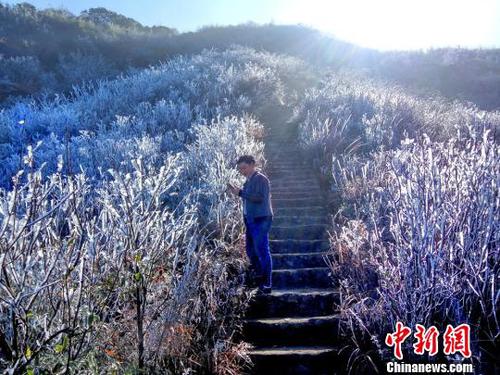 新一轮降温致广东金子山再现冰雪美景。　连清 摄