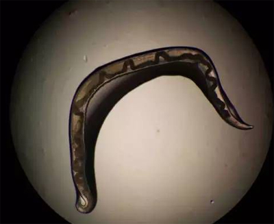 虫子在显微镜放大40倍后拍摄。