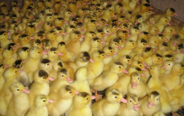 微信截图_20170204160036