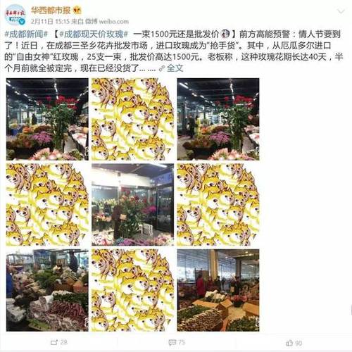 情人节进口玫瑰炒到1500元一束 国产玫瑰差在哪？