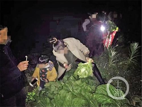 元宵节“偷青”民俗变偷菜：城里人毁了整块菜地