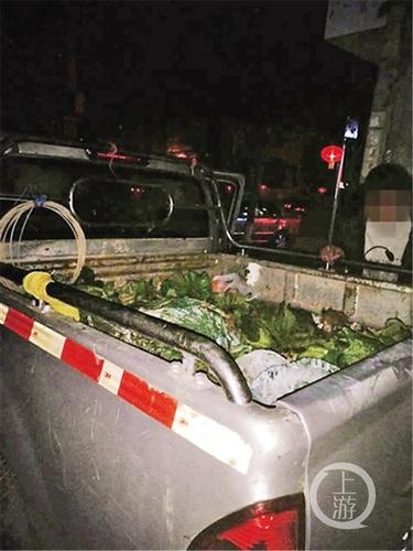 元宵节“偷青”民俗变偷菜：城里人毁了整块菜地