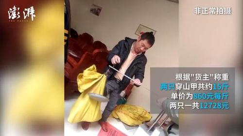 广西穿山甲地下交易仍猖獗 两只卖上万元