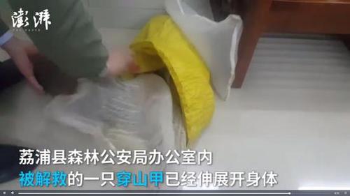 广西穿山甲地下交易仍猖獗 两只卖上万元