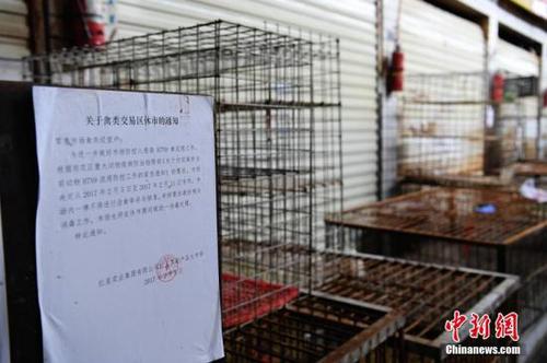 资料图：2月10日，长沙市活禽市场全部休市。 杨华峰 摄